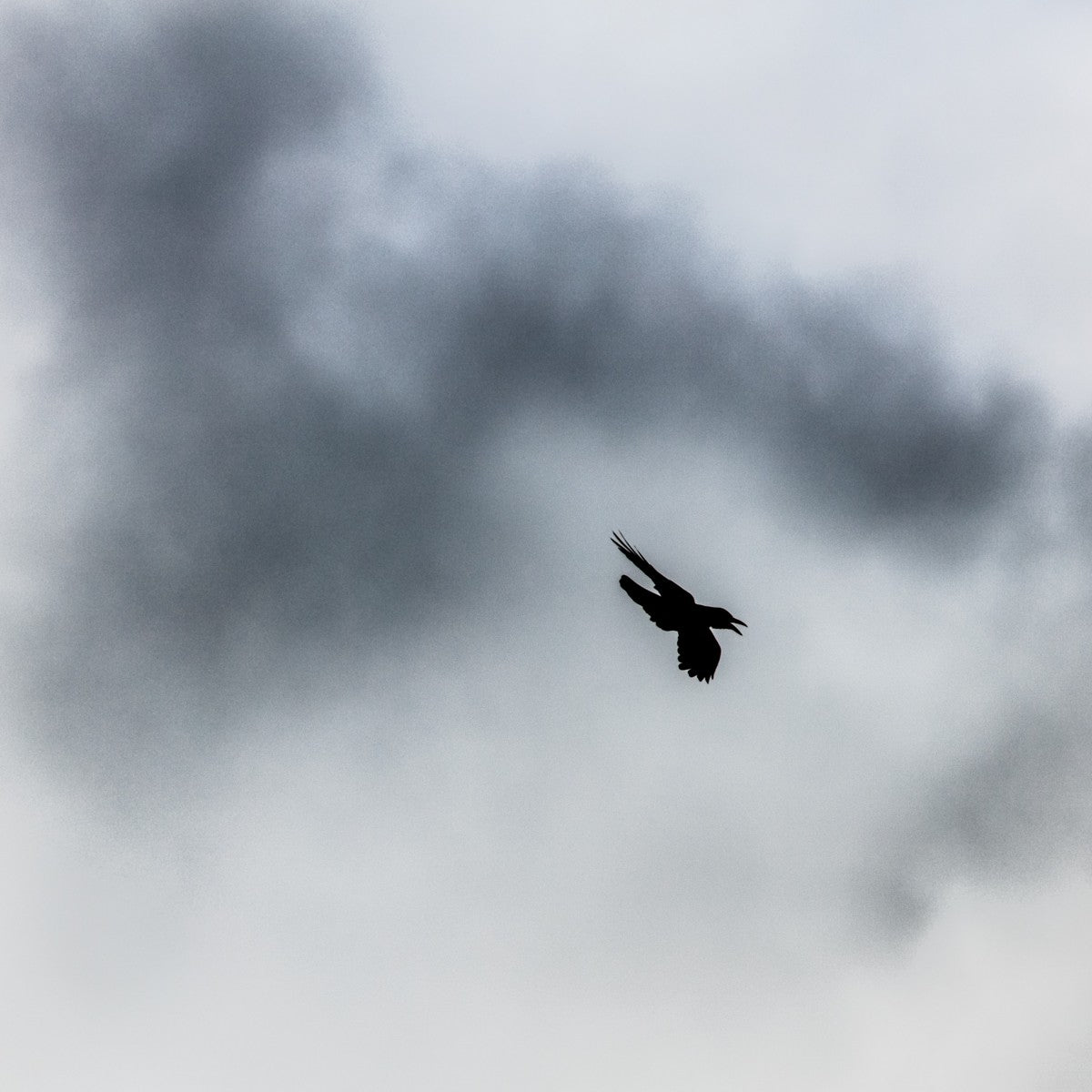 Storm Raven 3