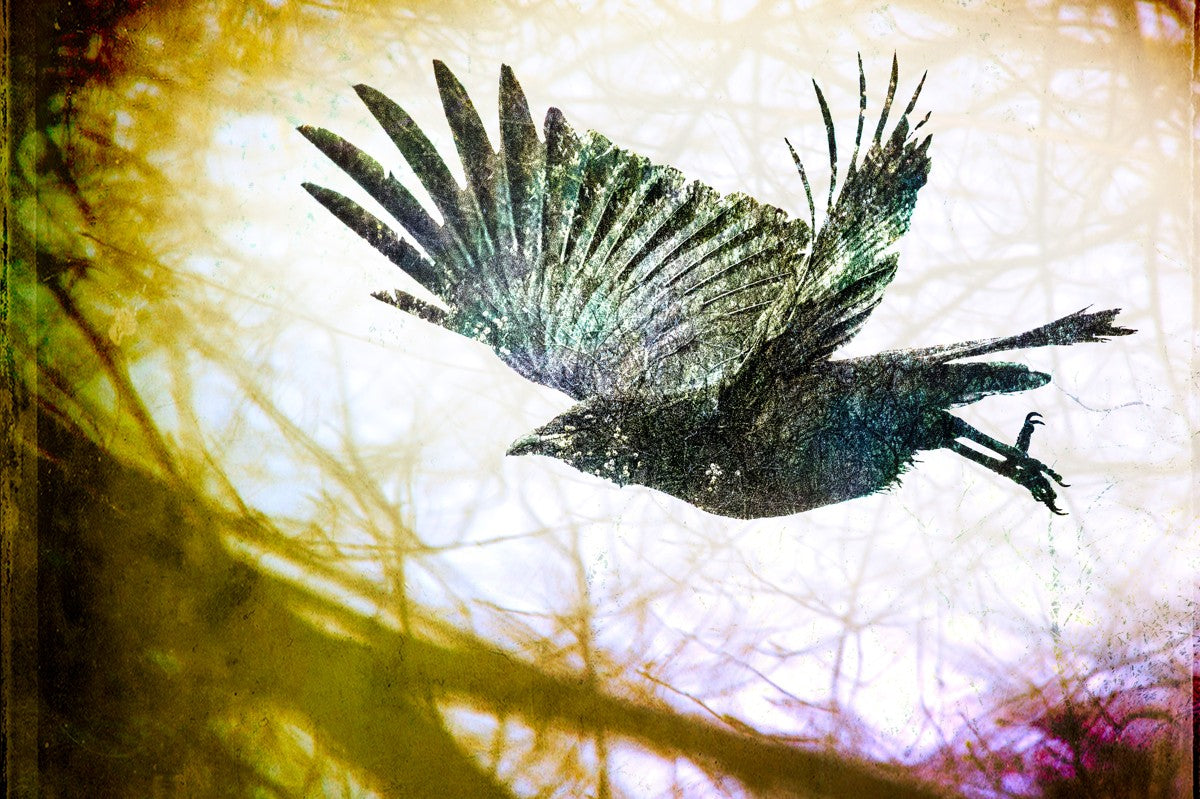 Woodland Crow
