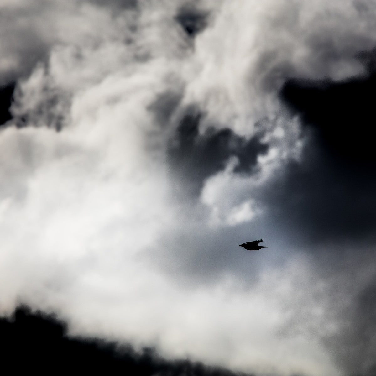 Storm Raven 1