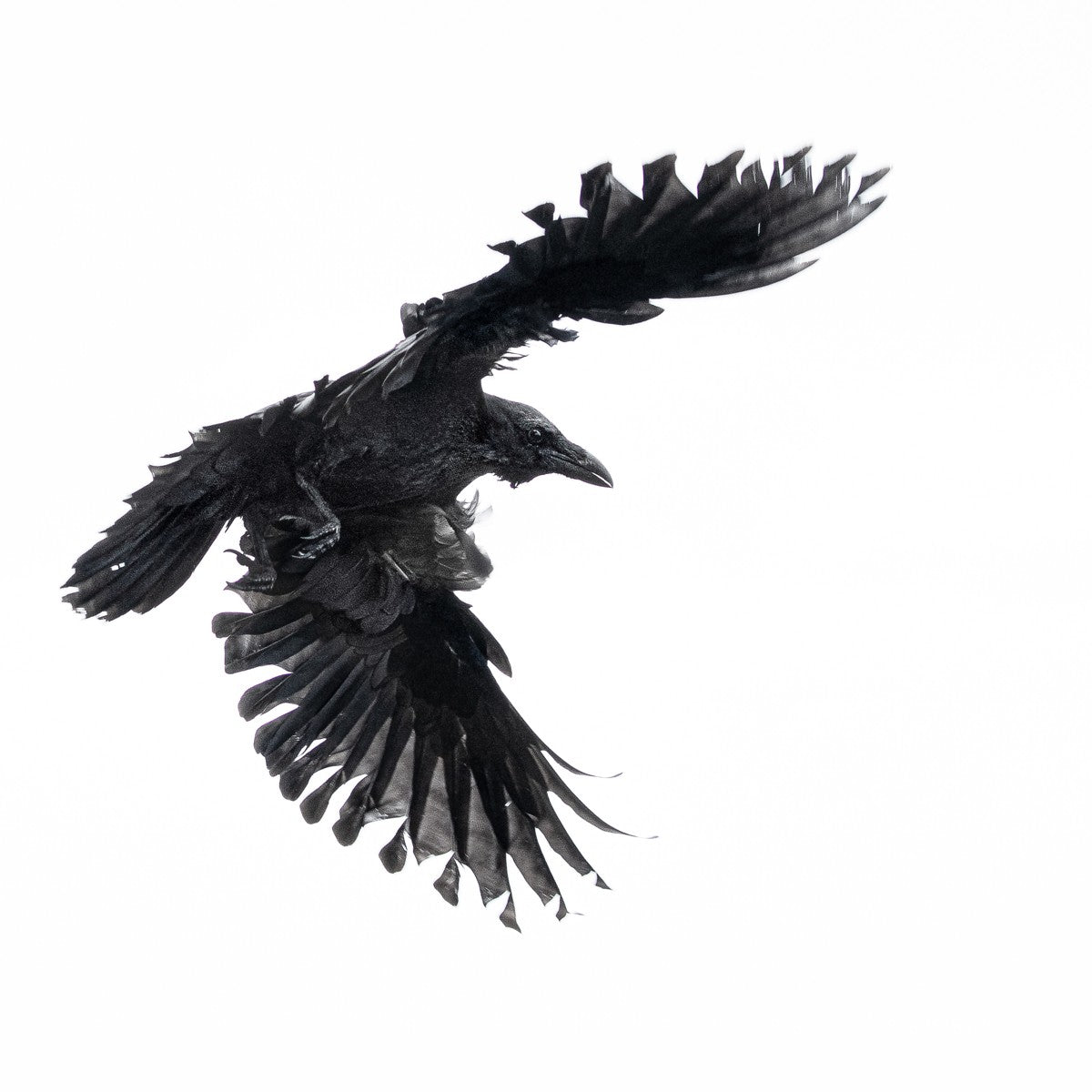 Raven 1