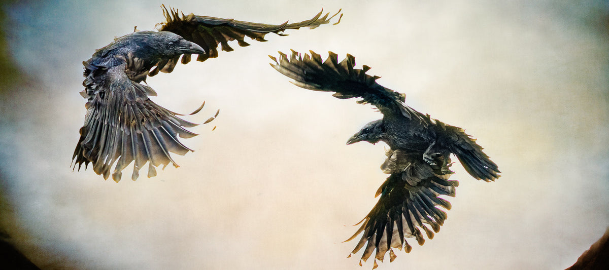 Odin's Ravens