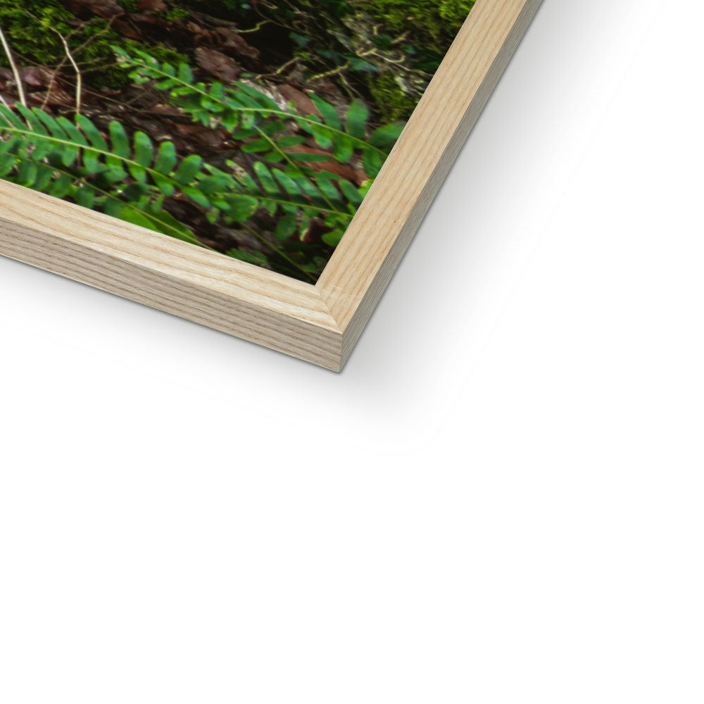 Woodwell Secrets Framed Print