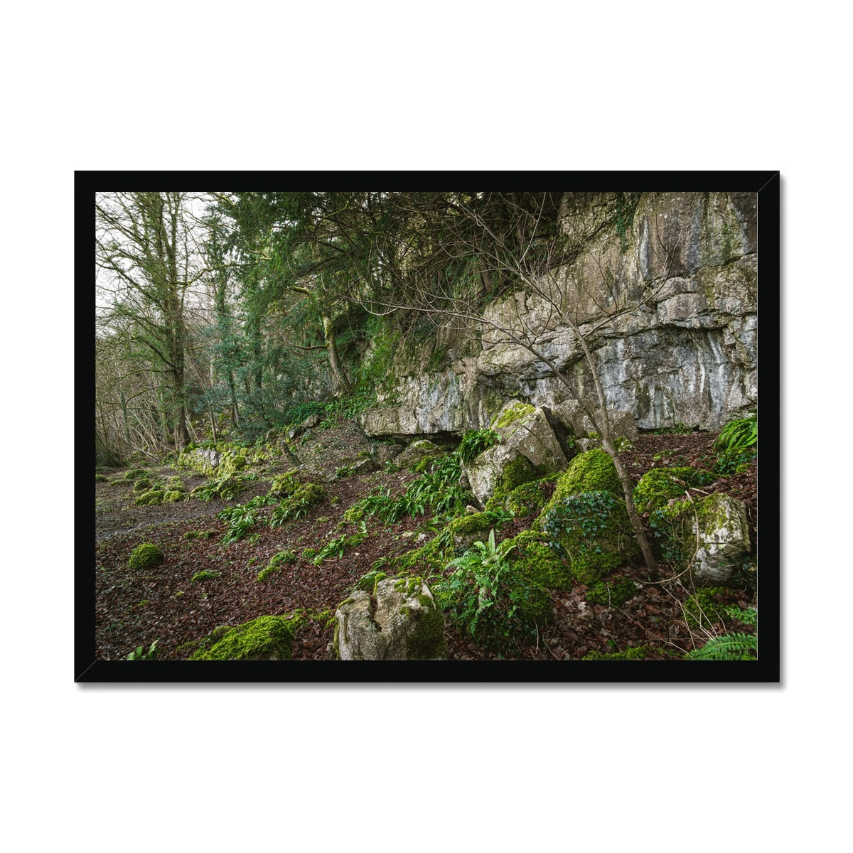 Woodwell Secrets Framed Print