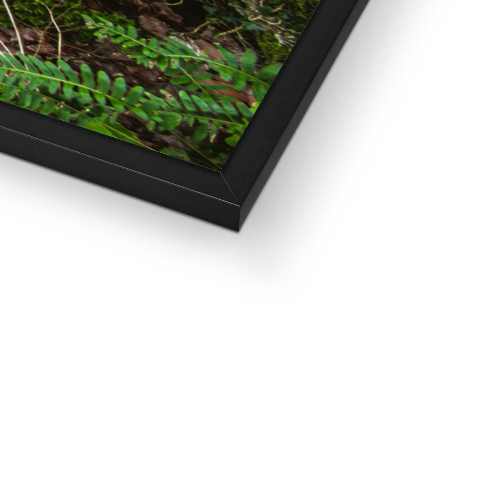 Woodwell Secrets Framed Print
