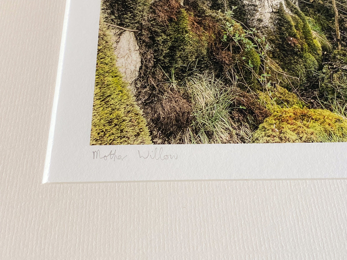 Mother Willow Artist's Proof Fine Art Print