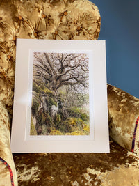 Mother Willow Artist's Proof Fine Art Print