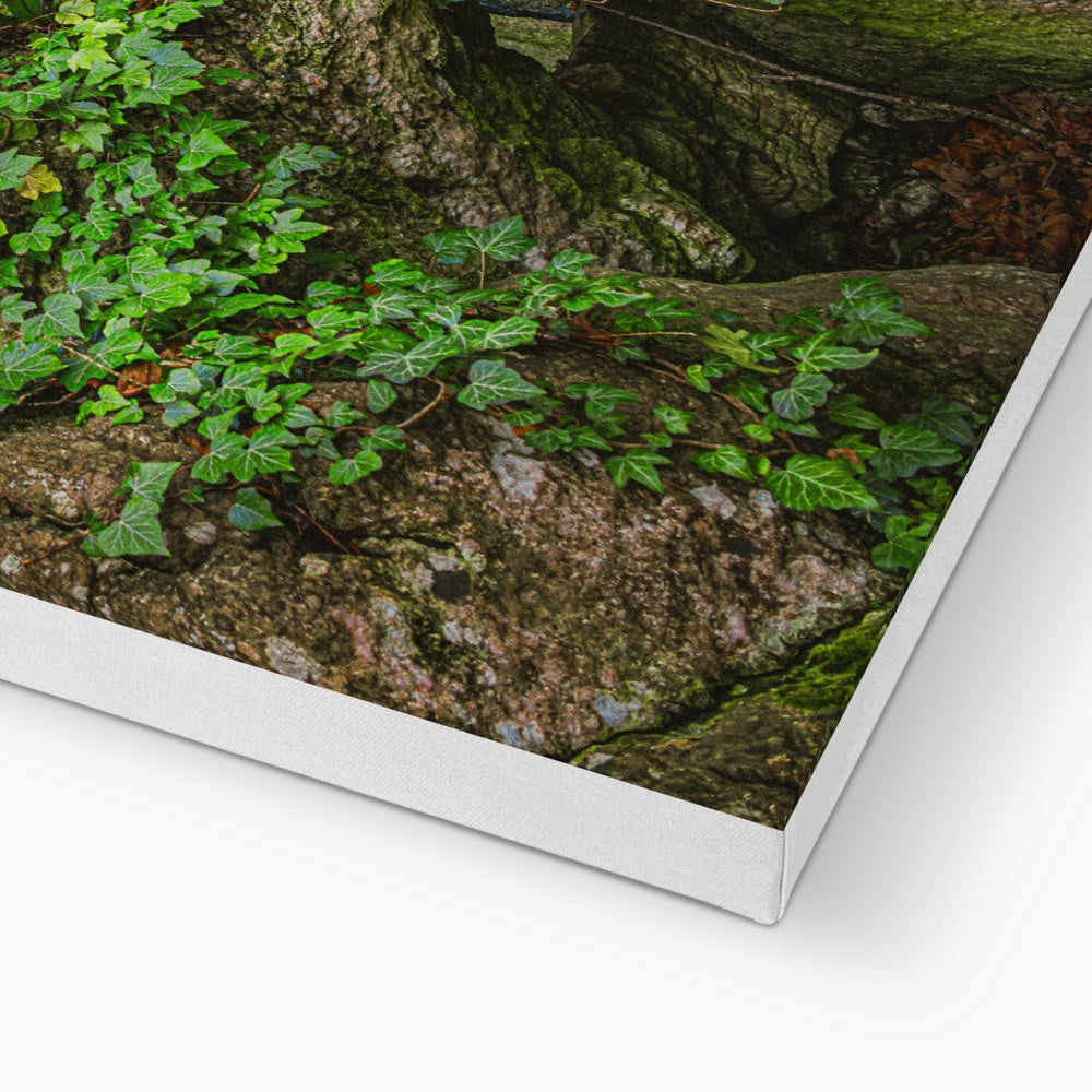 Boulder and Yew Canvas