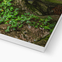 Boulder and Yew Canvas