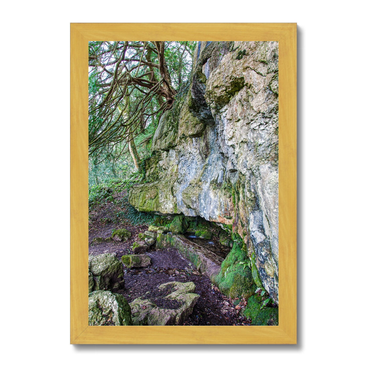 Yew guardian Antique Framed Print