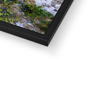 Ivy Clad Framed Print