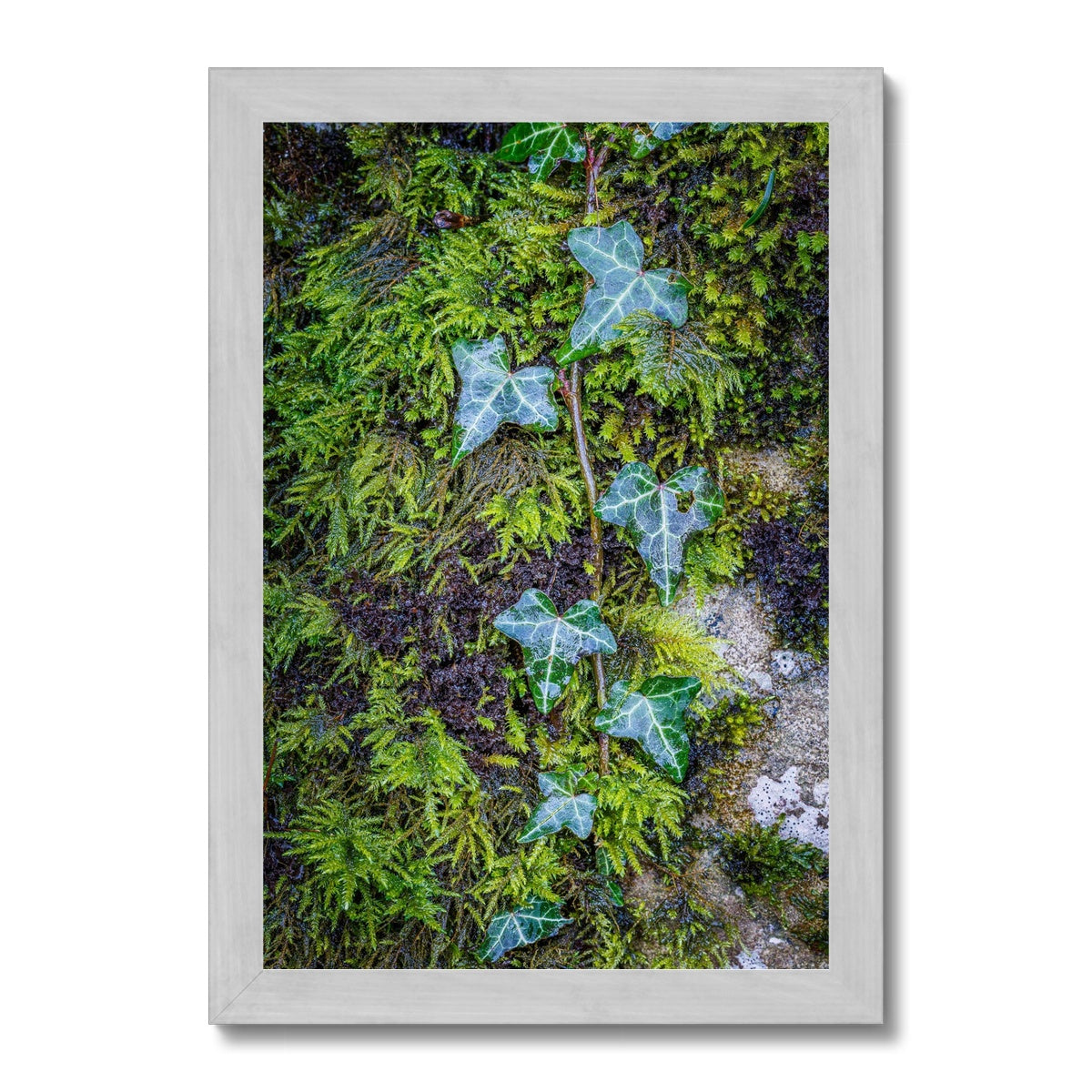 Ivy Clad Antique Framed Print