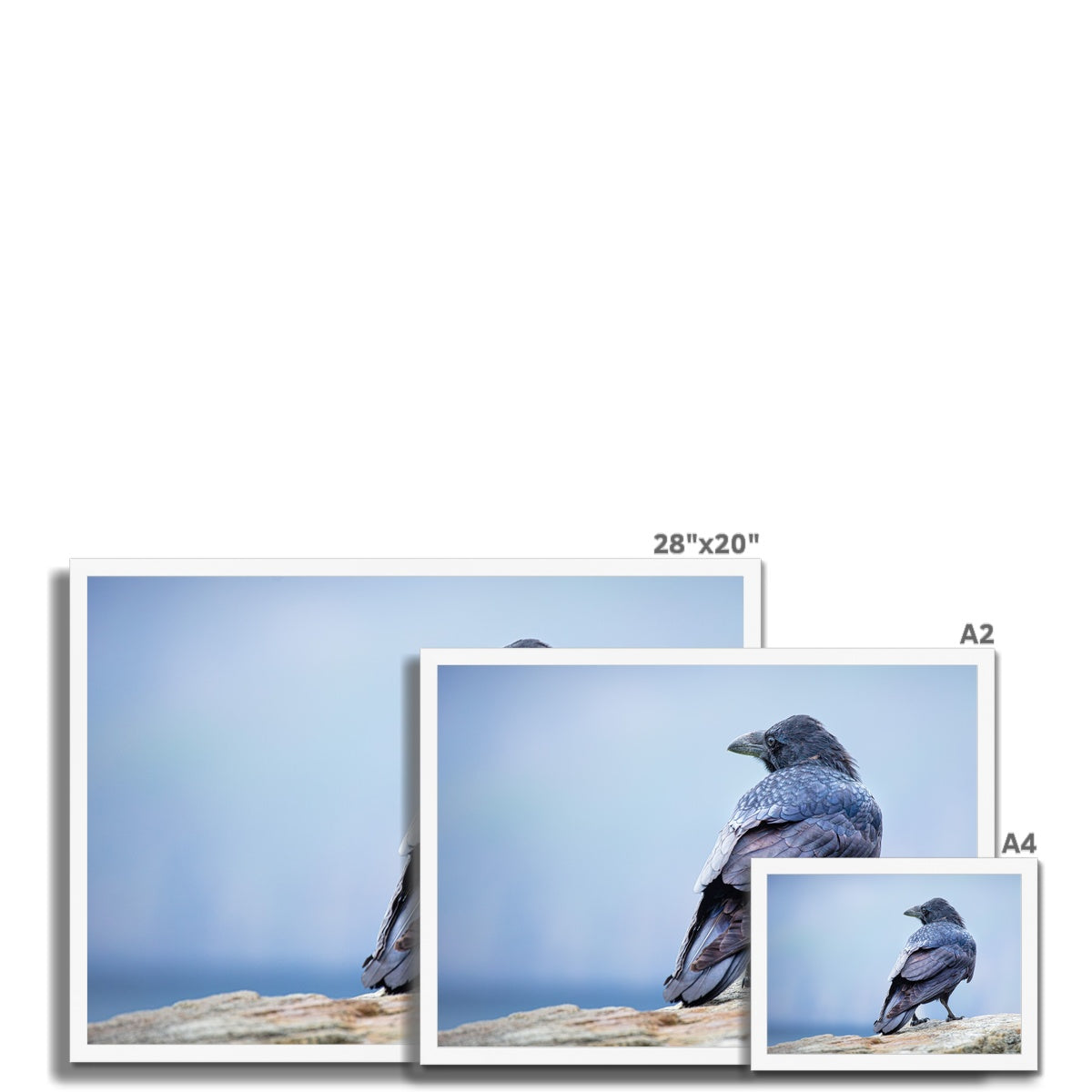 The Raven of Ireland Framed Print