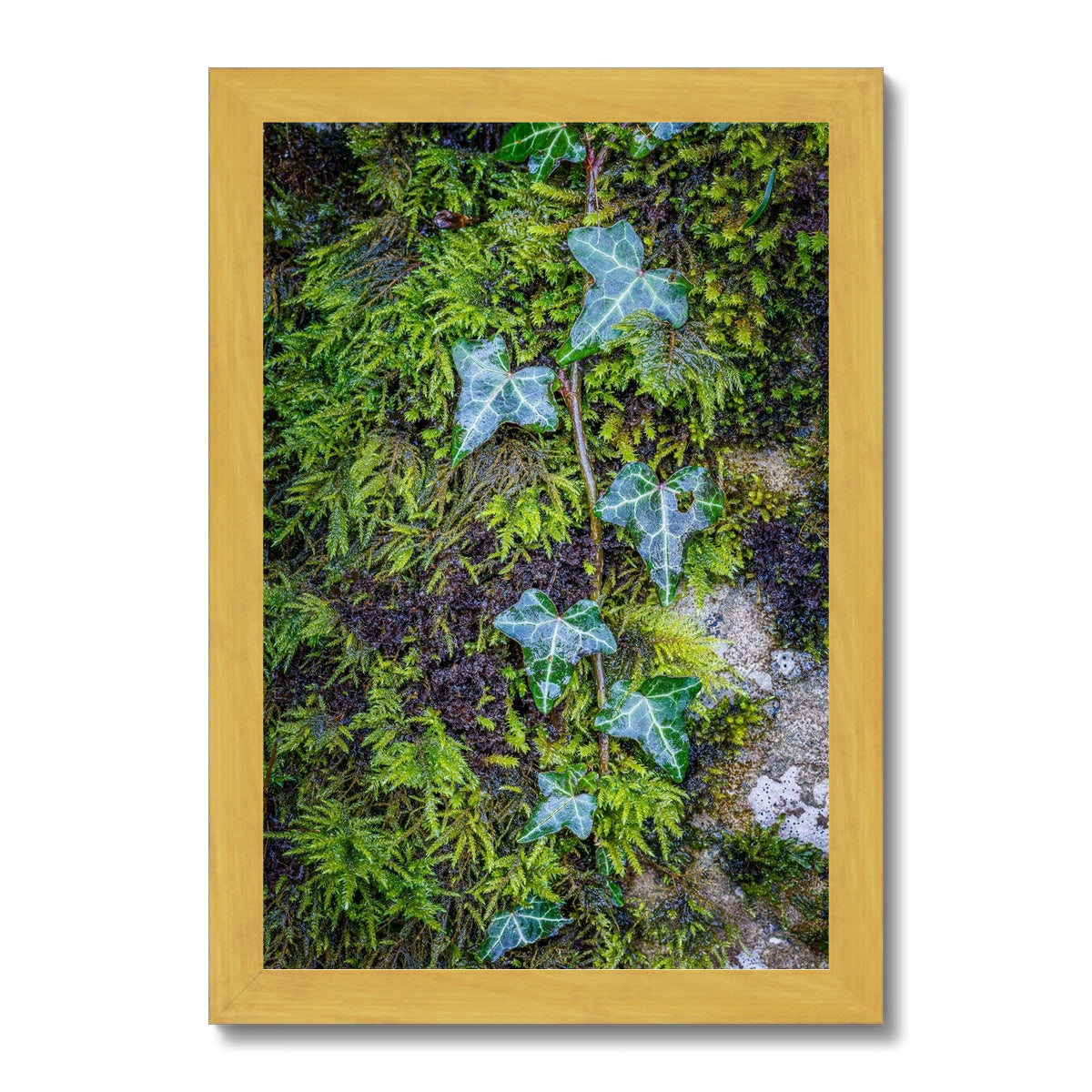 Ivy Clad Antique Framed Print