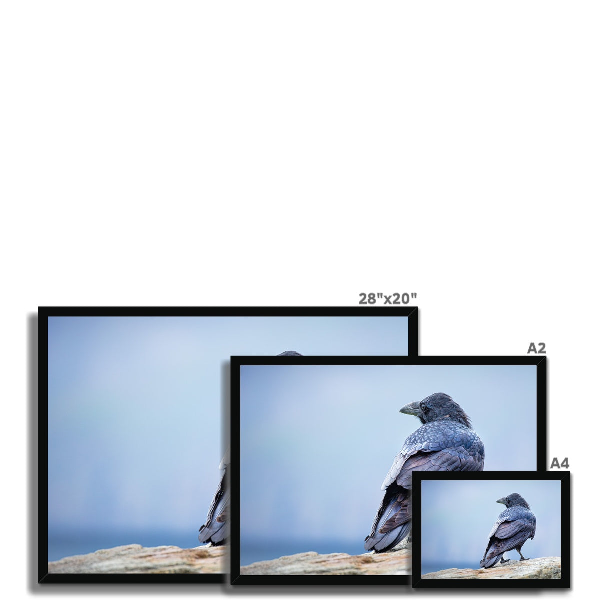 The Raven of Ireland Framed Print