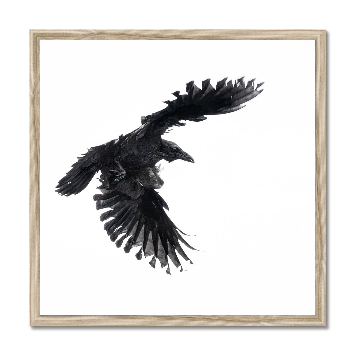 Raven 1 Framed Print