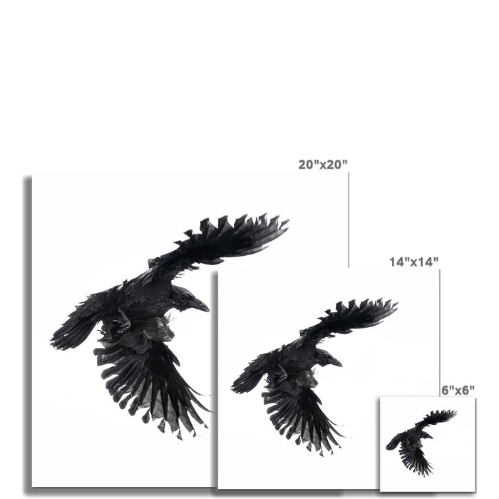 Raven 1 Wall Art Poster