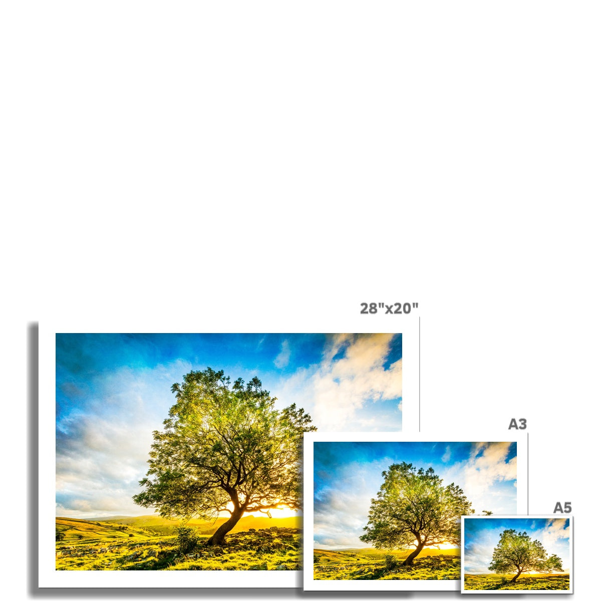 The Winskill Ash Fine Art Print