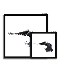 Raven 2 Framed Print