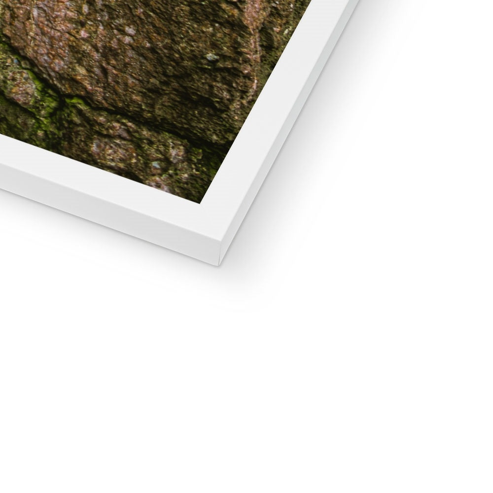 Boulder and Yew Budget Framed Poster