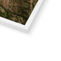 Boulder and Yew Budget Framed Poster