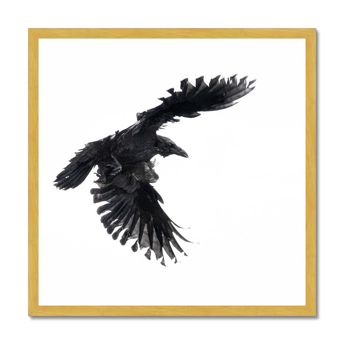 Raven 1 Antique Framed Print