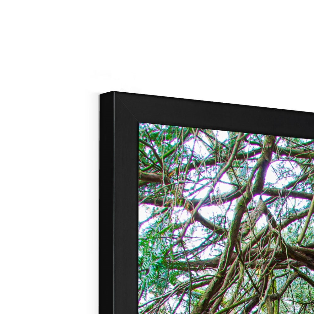 Yew guardian Framed Print