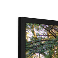 Woodwell Mystery Framed Print