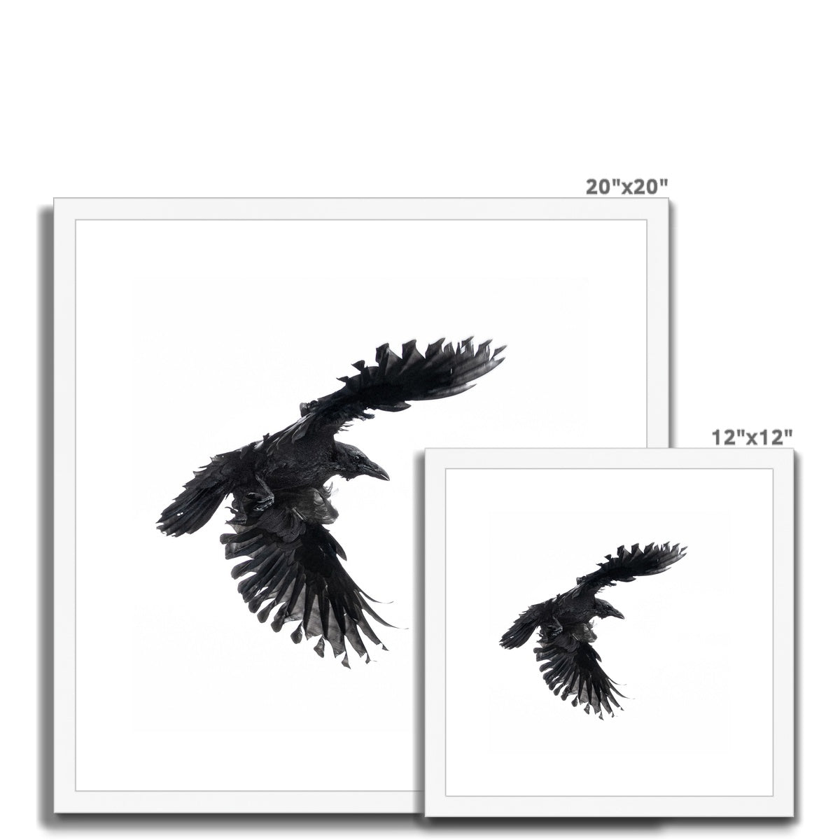 Raven 1 Framed & Mounted Print