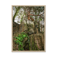 Boulder and Yew Framed Print