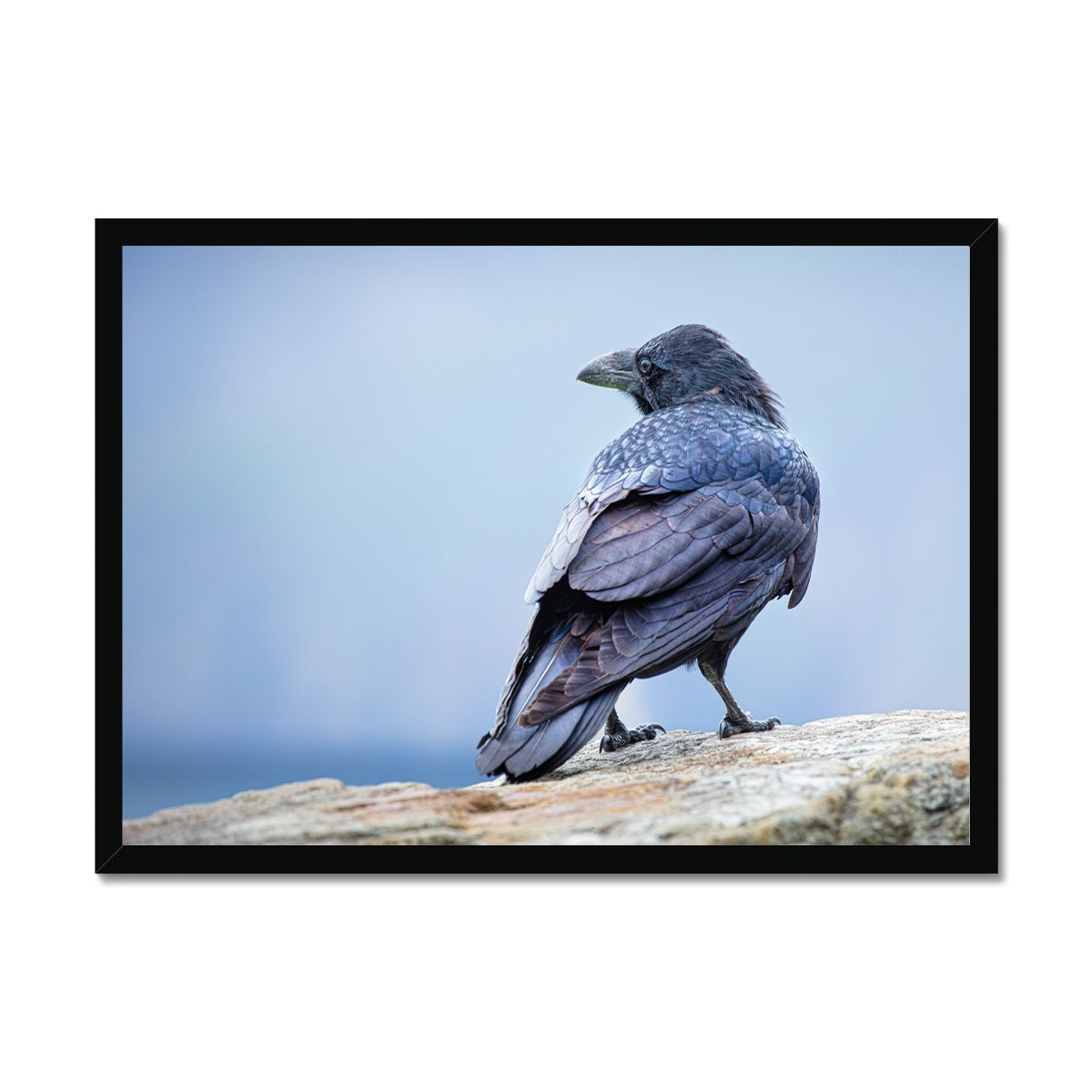 The Raven of Ireland Framed Print