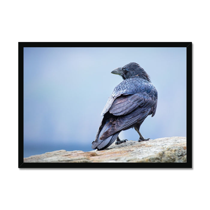The Raven of Ireland Framed Print