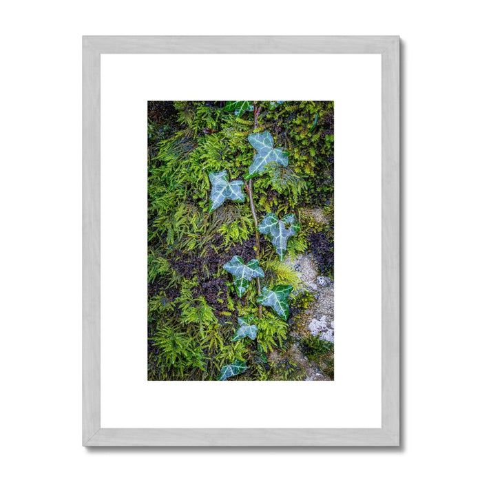 Ivy Clad Antique Framed & Mounted Print
