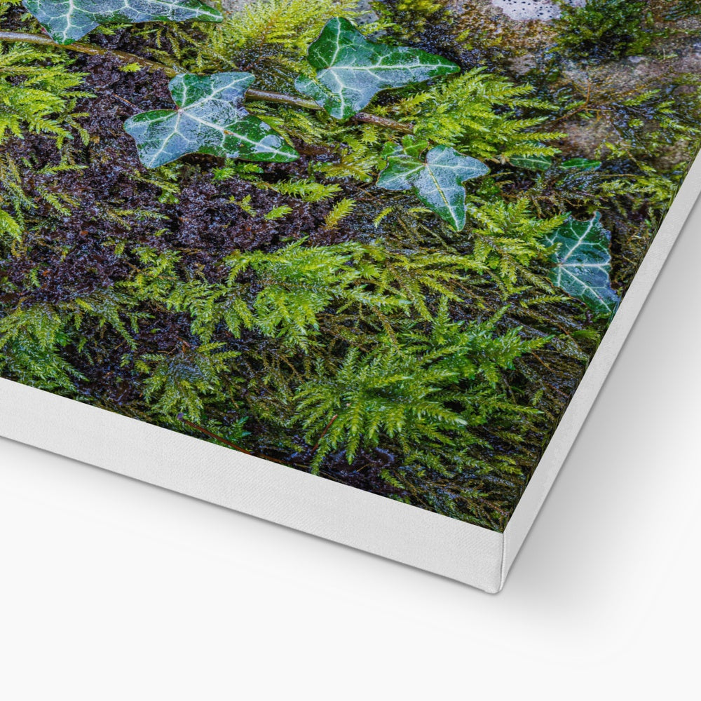Ivy Clad Canvas