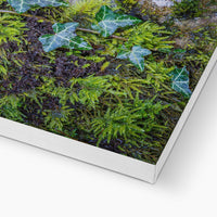 Ivy Clad Canvas