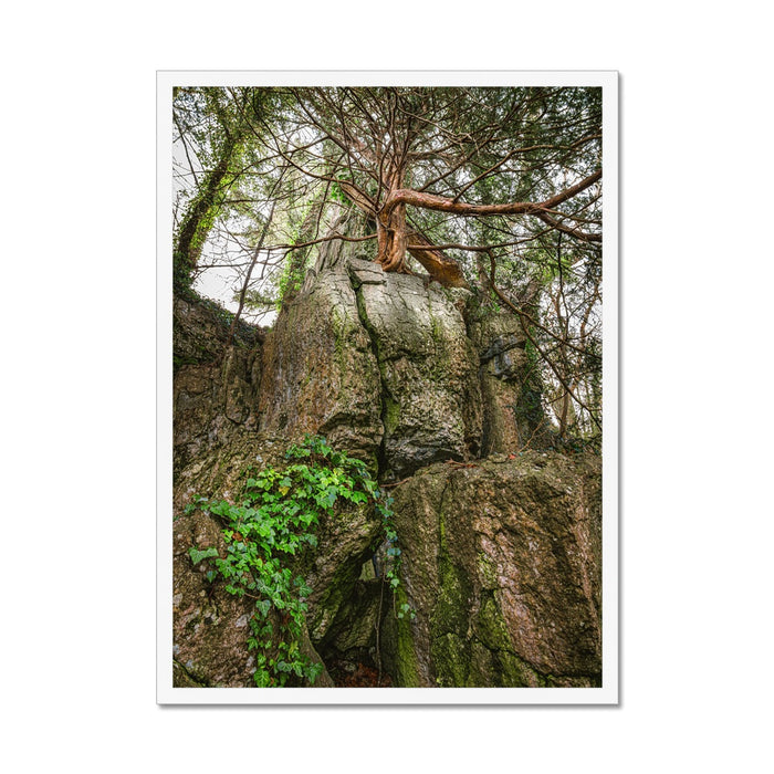 Boulder and Yew Framed Print