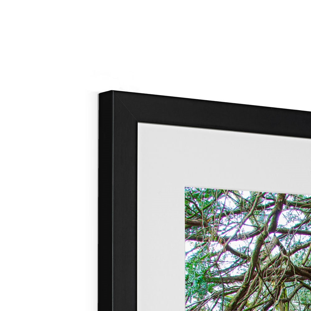 Yew guardian Framed & Mounted Print