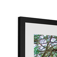 Yew guardian Framed & Mounted Print
