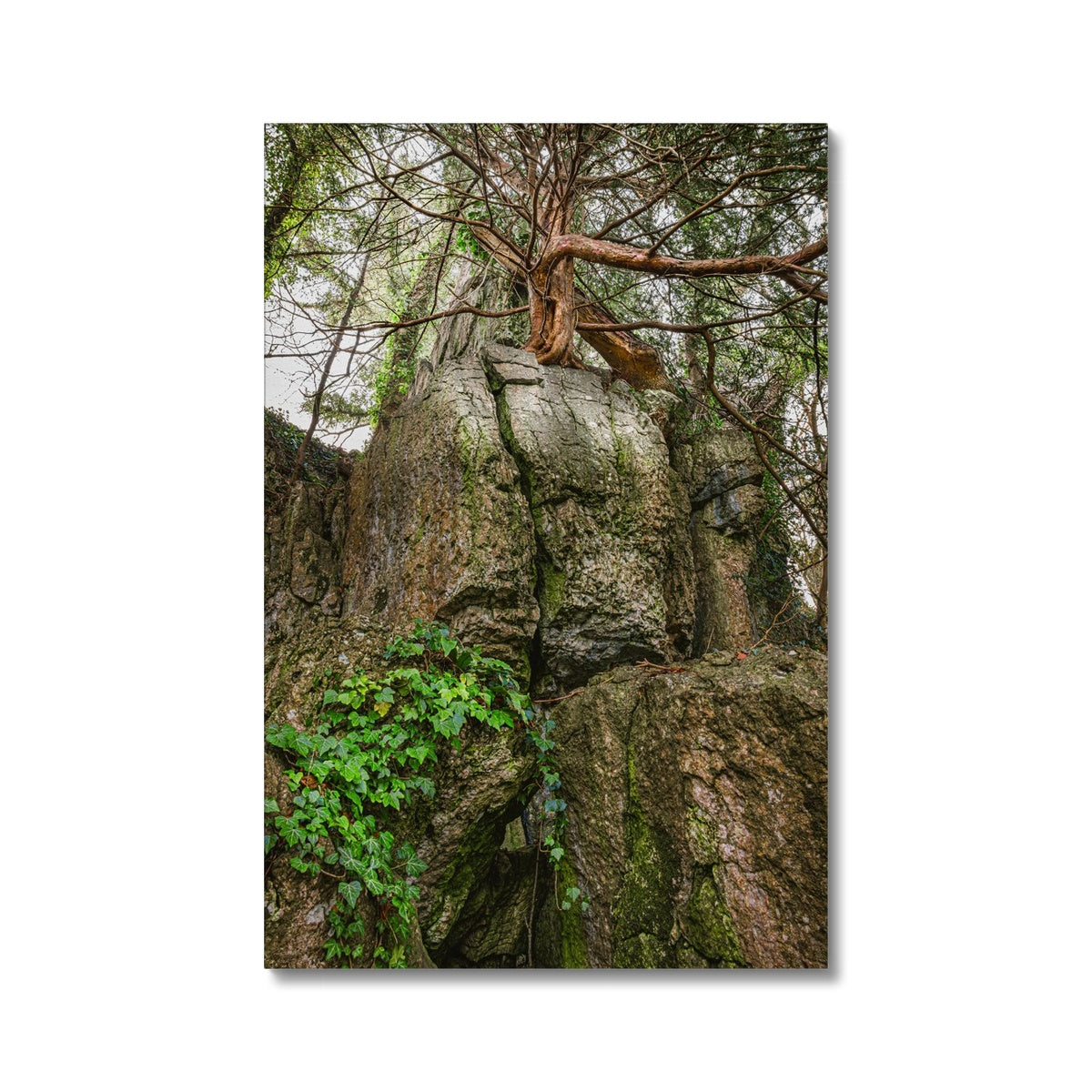 Boulder and Yew Canvas