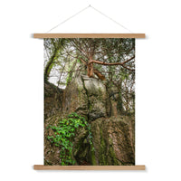 Boulder and Yew Fine Art Print with Hanger
