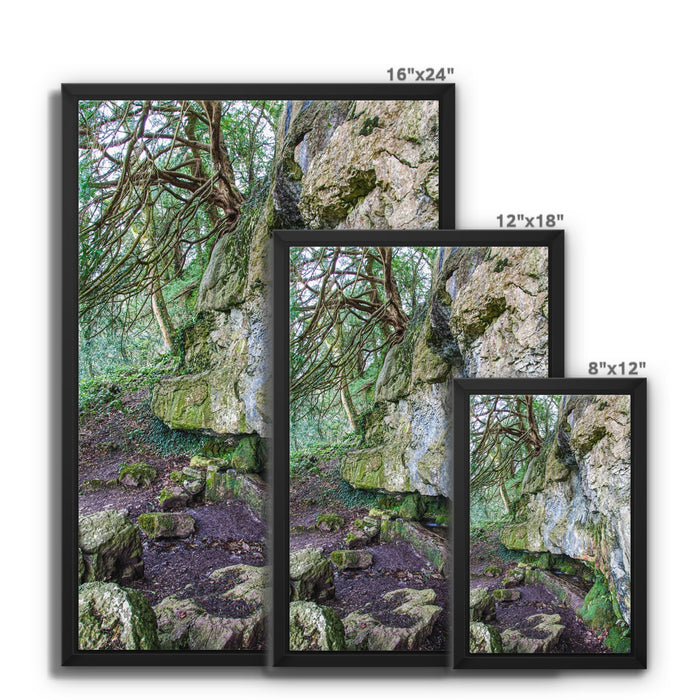 Yew guardian Framed Canvas