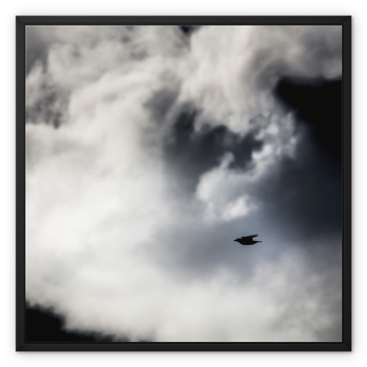 Storm Raven 1 Framed Canvas