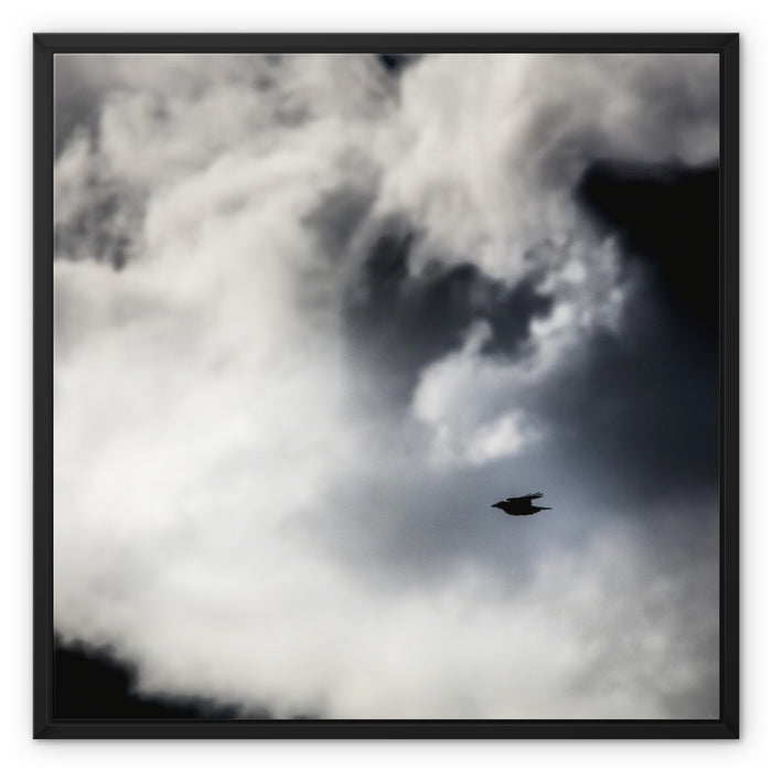 Storm Raven 1 Framed Canvas