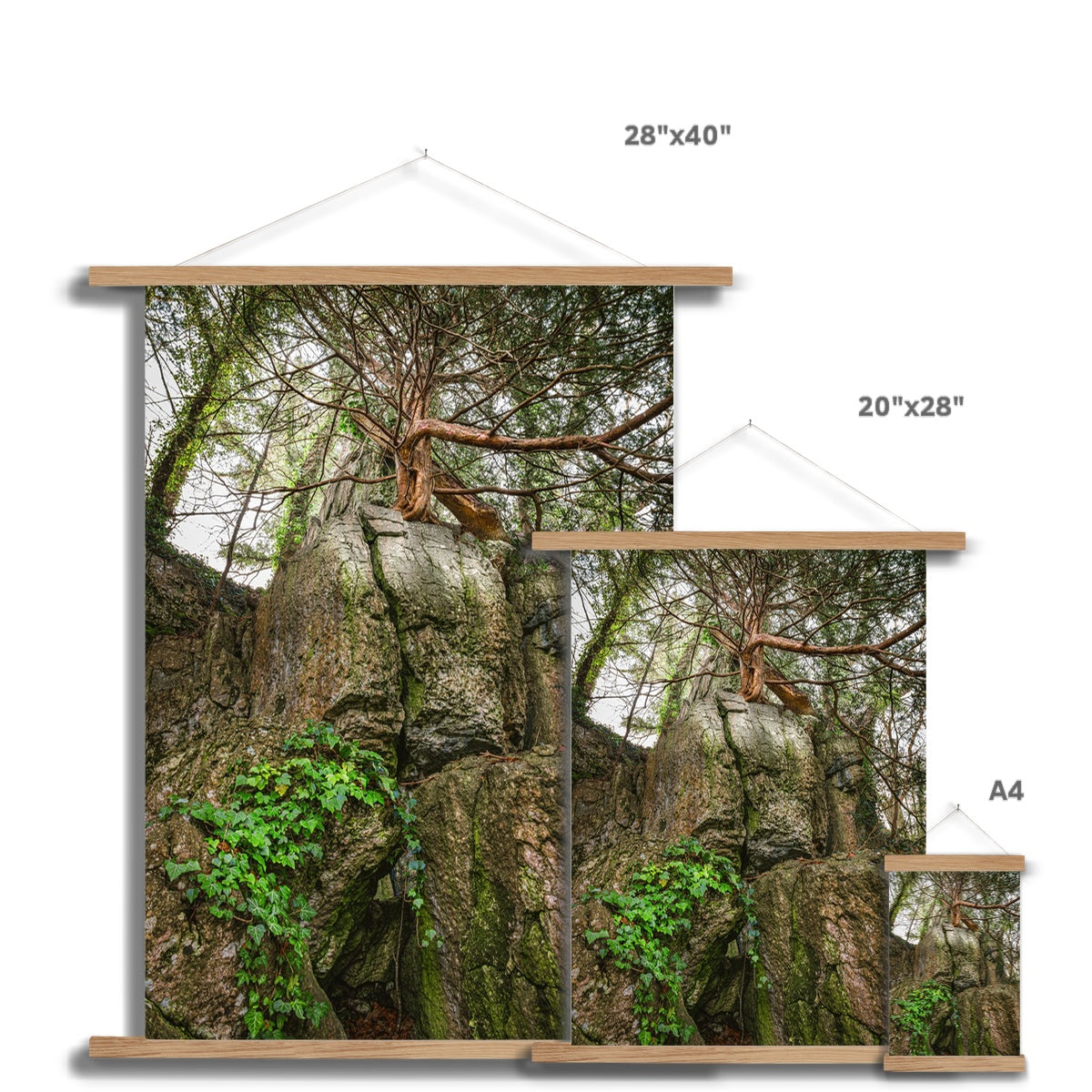 Boulder and Yew Fine Art Print with Hanger