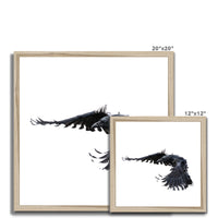 Raven 2 Framed Print