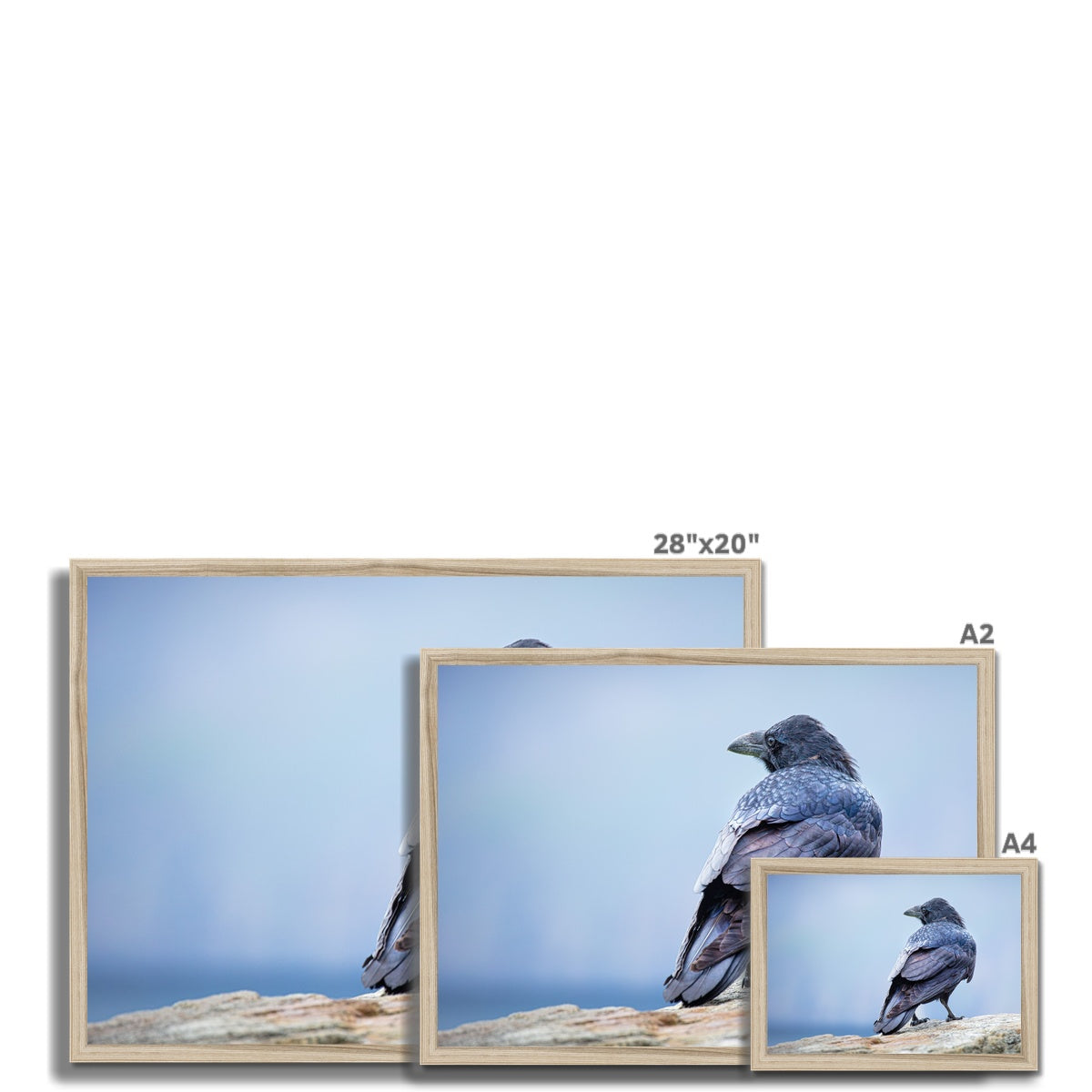 The Raven of Ireland Framed Print