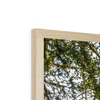 Boulder and Yew Framed Print