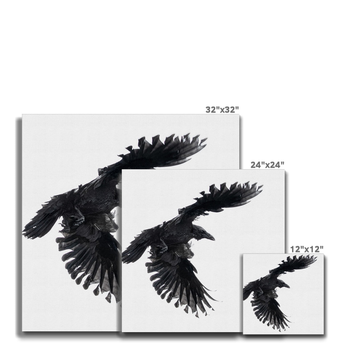 Raven 1 Canvas