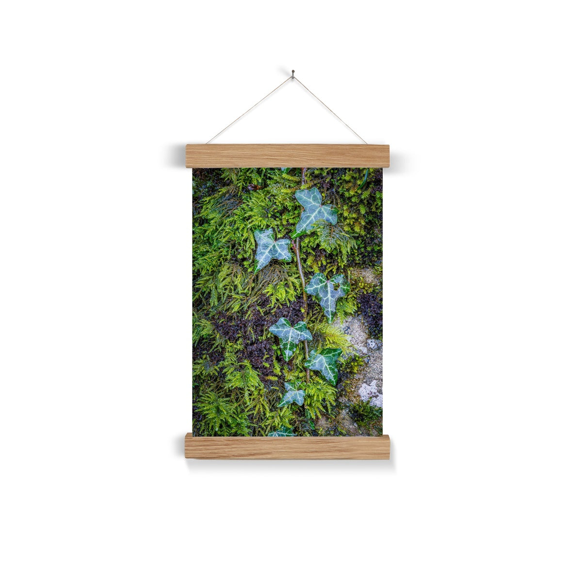 Ivy Clad Fine Art Print with Hanger