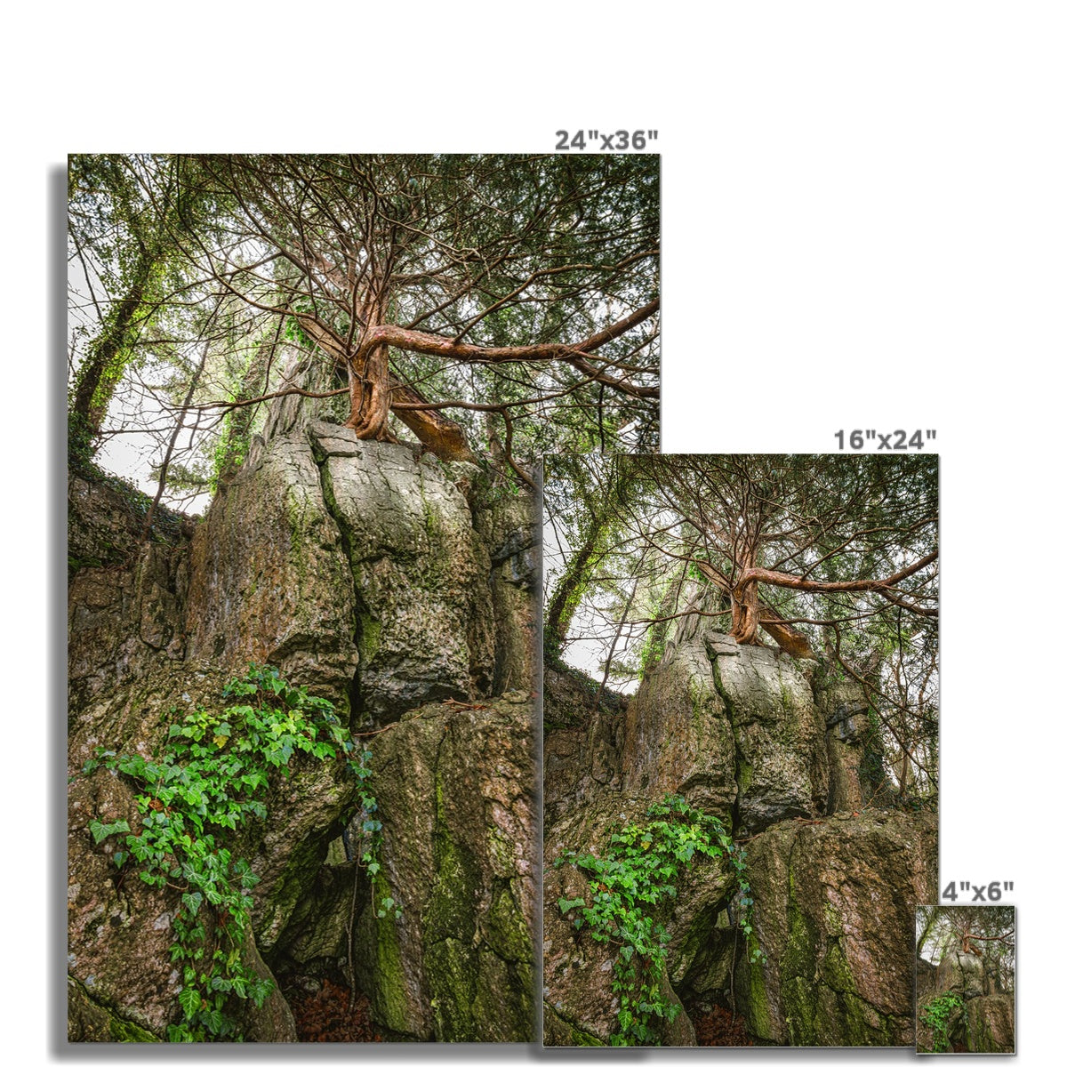 Boulder and Yew Hahnemühle Photo Rag Print