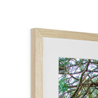 Yew guardian Framed & Mounted Print
